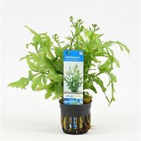 Ceratopteris thalictroides - 6 stuks - aquarium plant - thumbnail