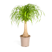 Beaucarnea Recurvata Stam Ø21cm - ↕70cm