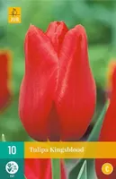 X 10 Tulipa Kingsblood - thumbnail