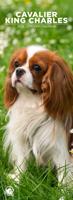 Cavalier King Charles Slimline Kalender 2026