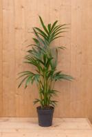 Kentiapalm Howea Forsteriana kamerplant potmaat 19 cm H80-100 cm Warentuin Natuurlijk - Warentuin natuurlijk