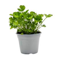 Bladpeterselie Petroselinum crispum kruidenplant Warentuin Natuurlijk - Warentuin natuurlijk