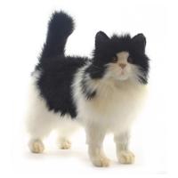 Pluche Perzische kat/poes knuffel - zwart/wit - 40 cm - pluche - huisdier knuffel