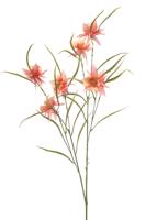 Aquilegia spray peach 84 cm Emerald - Emerald
