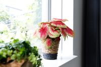 Caladium Lemon Blush - Engelenvleugels Caladium Lemon Blush - Engelenvleugels