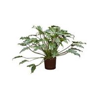 Philodendron xanadu M hydrocultuur plant - thumbnail
