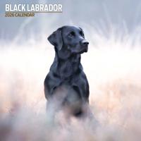 Labrador Retriever Zwart Kalender 2026