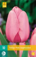 X 10 Tulipa Pink Impression