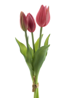 PSO Holland Tulip bundle Sally x3 beauty 25 cm kunstbloem - Nova nature