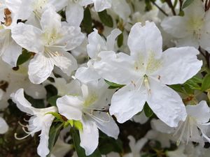 Azalea