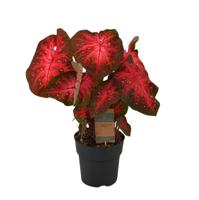 Caladium Red Flash -60cm - Ø21cm Caladium Red Flash -60cm - Ø21cm