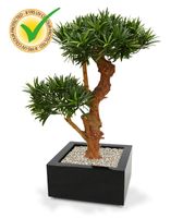 Podocarpus Bonsai deluxe kunstplant 65cm - UV bestendig