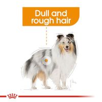 Royal Canin Coat Care natvoer hondenvoer zakjes 12x85g - thumbnail