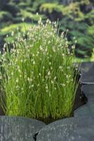 Waterbies / Eleocharis palustris