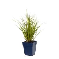 Carex Phoenix Green vaste plant Griffioen - Griffioen
