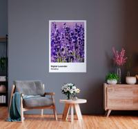 Digitaal lavendel poster