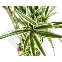 Dracaena Deremensis White Stripe Ø27cm - ↕170 - 190cm - thumbnail