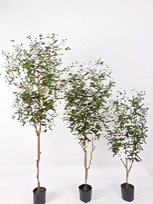 Olijfboom 120 cm kunstplant Oosterik Home - Oosterik home