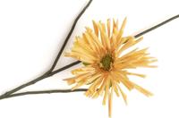 Dahlia spider spray 75cm Dahlia spider spray 75cm