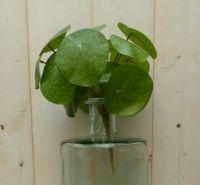 Kunstpannenkoekplant op steker 25 cm - Warentuin Mix