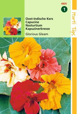 Tropaeolum Glorious Gleam Dubbelbl. - Hortitops