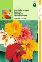 Tropaeolum Glorious Gleam Dubbelbl. - Hortitops