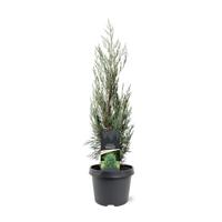 Juniperus scopulorum Moonglow 50-60 cm Conifeer Jeneverbes Warentuin Natuurlijk - Warentuin natuurlijk
