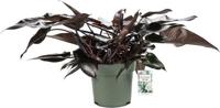 Philodendron Lisa Potmaat 27 H60-70 kamerplant Beautanic Lifestyle - Beautanic lifestyle