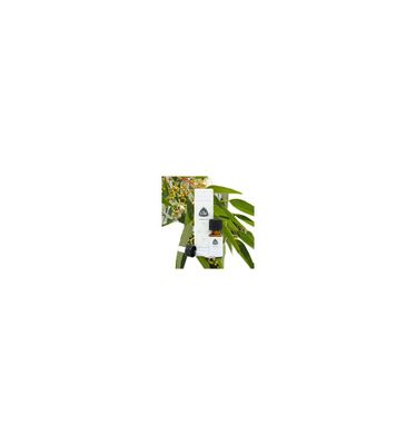 Eucalyptus citroen etherische olie