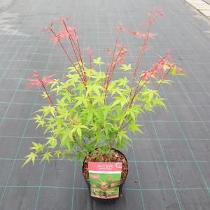 Japanse esdoorn (Acer palmatum "Phoenix") heester - 50-60 cm - 1 stuks