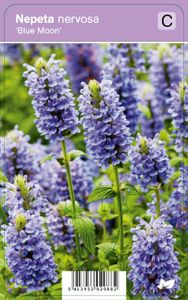 Vips Nepeta nervosa Blue Moon - Kattekruid