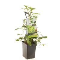 Kiwi Actinidia arguta Issai struik
