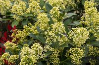 Skimmia