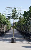 Spaanse aak als leiboom Acer campestre h 320 cm st. omtrek 12 cm st. h 200 cm - Warentuin Natuurlijk