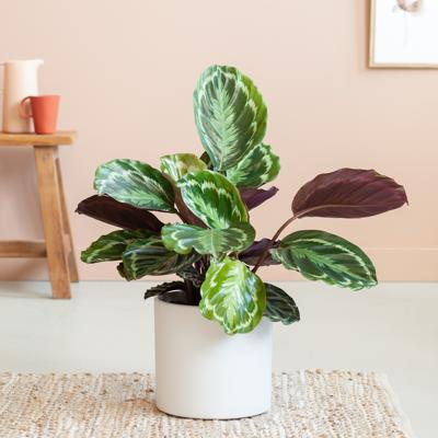 plantje.nl Calathea, Pauwenplant, Kind en huisdiervriendelijke planten, Badkamer plant, Slaapkamer planten, Groene Kamerplanten, Woonkamer,