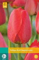 Tulipa Red Impression 8 bollen - Jub