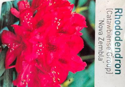 Rhododendron Nove Zembla - Warentuin natuurlijk