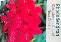 Rhododendron Nove Zembla - Warentuin natuurlijk