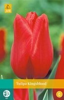 Tulipa Kingsblood 8 bollen - JUB
