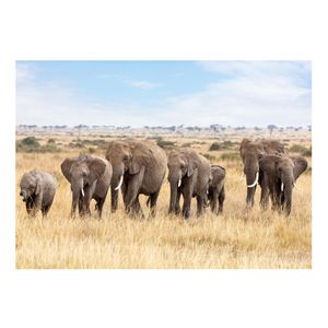 Poster natuur kudde Afrikaanse olifant 84 x 59 cm