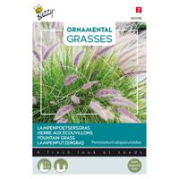 Buzzy - Ornamental Grasses, Pennisetum alopecuriodes