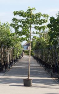 Amberboom als leiboom Liquidambar styraciflua h 340 cm st. omtrek 16 cm st. h 220 cm - Warentuin Natuurlijk