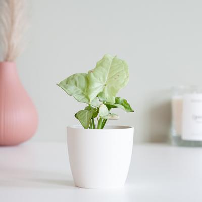 Syngonium Milk Confetti - P6