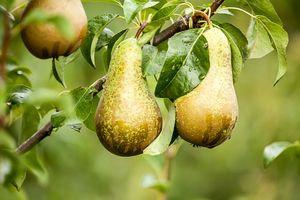 Dikke perenboom karakterstruik