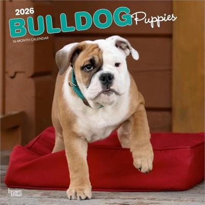 Engelse Bulldog Kalender Puppies 2026