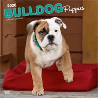 Engelse Bulldog Kalender Puppies 2026