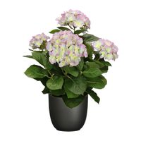 Hortensia kunstplant/kunstbloemen 45 cm - paars/groen - in pot zwart mat