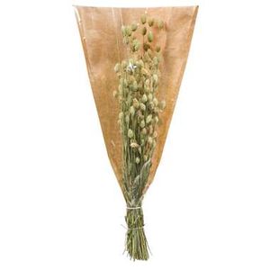 Droogbloemen Phalaris - bruin - 35 cm - Leen Bakker