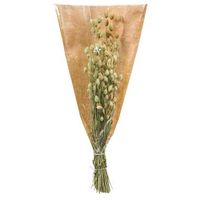 Droogbloemen Phalaris - bruin - 35 cm - Leen Bakker - thumbnail