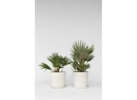 Chamaerops Vulcano Palm - set van 2